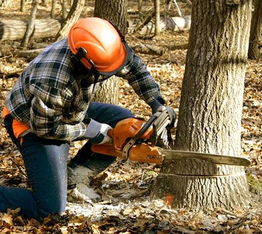 Tree Removal in Westport Point, MA